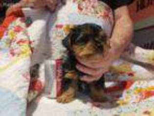 Yorkshire Terrier Puppy for sale in Advance, MO, USA