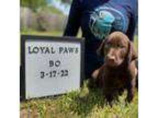 Labrador Retriever Puppy for sale in Brooksville, FL, USA