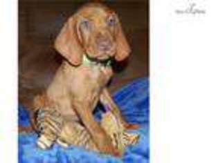 Vizsla Puppy for sale in Victoria, TX, USA