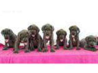 Great Dane Puppy for sale in Austin, TX, USA