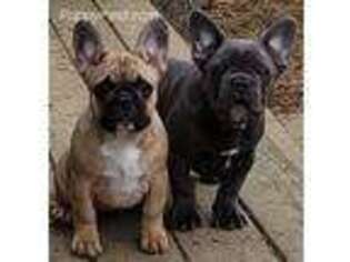 French Bulldog Puppy for sale in Roseville, OH, USA