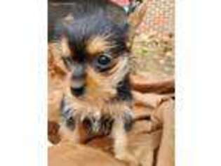 Yorkshire Terrier Puppy for sale in Gilbert, SC, USA