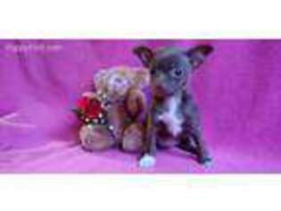 Chihuahua Puppy for sale in New Holland, PA, USA