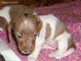 Dachshund Puppy for sale in Iredell, TX, USA