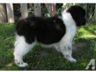 Newfoundland Puppy for sale in TACOMA, WA, USA