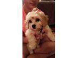 Cavachon Puppy for sale in Justice, IL, USA