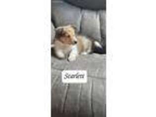 Shetland Sheepdog Puppy for sale in Langston, AL, USA