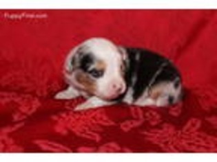 Miniature Australian Shepherd Puppy for sale in Marlow, OK, USA