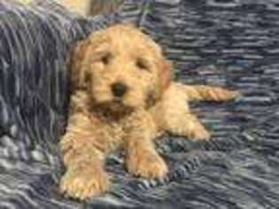 Labradoodle Puppy for sale in Yorktown, IN, USA