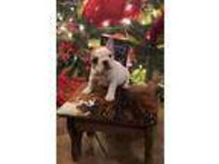 French Bulldog Puppy for sale in Henryetta, OK, USA