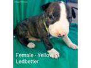 Bull Terrier Puppy for sale in Longmont, CO, USA