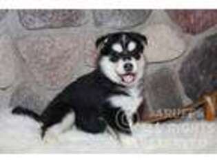 Siberian Husky Puppy for sale in Akeley, MN, USA