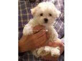 Havanese Puppy for sale in Rapid City, SD, USA