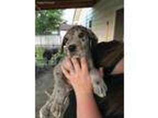 Great Dane Puppy for sale in Hugoton, KS, USA
