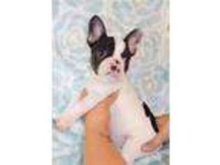 French Bulldog Puppy for sale in Huntersville, NC, USA