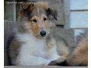 Collie Puppy for sale in Campbellsburg, KY, USA