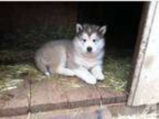 Alaskan Malamute Puppy for sale in HOLLAND, MI, USA