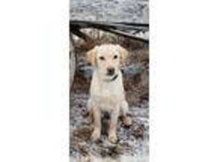 Labrador Retriever Puppy for sale in West Charleston, VT, USA