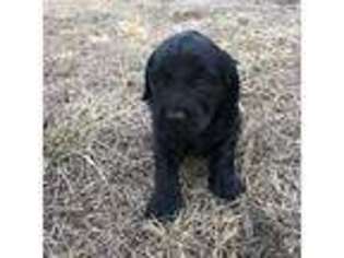 Labradoodle Puppy for sale in Fort Scott, KS, USA