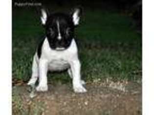 French Bulldog Puppy for sale in Farmersville, TX, USA