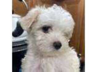 Maltese Puppy for sale in Durham, NC, USA