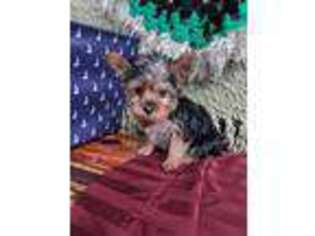 Yorkshire Terrier Puppy for sale in New London, MN, USA