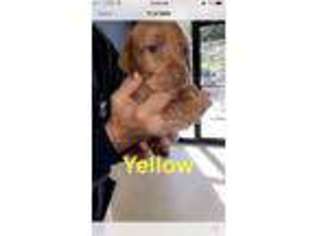 Vizsla Puppy for sale in Bel Air, MD, USA