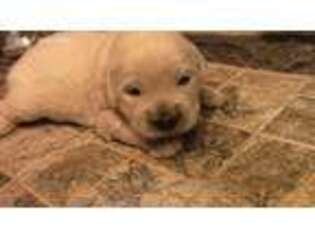 Mutt Puppy for sale in Ogema, WI, USA