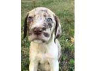 German Shorthaired Pointer Puppy for sale in Palmer, MA, USA