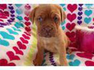American Bull Dogue De Bordeaux Puppy for sale in Fort Worth, TX, USA