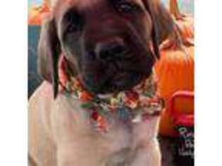 Mastiff Puppy for sale in Patriot, OH, USA
