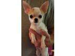 Chihuahua Puppy for sale in Newberg, OR, USA