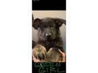 German Shepherd Dog Puppy for sale in Warrenville, IL, USA