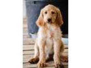 Labradoodle Puppy for sale in Custer City, OK, USA