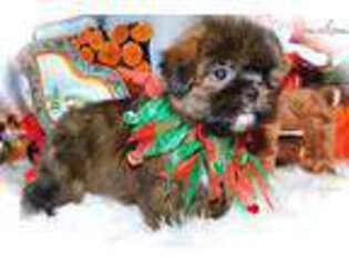 Shorkie Tzu Puppy for sale in Chicago, IL, USA