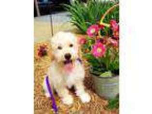 Goldendoodle Puppy for sale in Wallingford, KY, USA