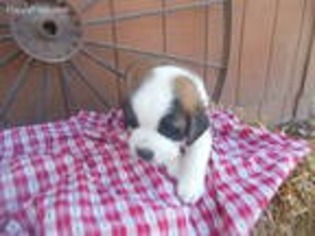 Saint Bernard Puppy for sale in Saint Louis, MO, USA