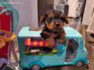 Yorkshire Terrier Puppy for sale in Lakeside, OR, USA