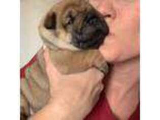 French Bulldog Puppy for sale in Oakland, ME, USA