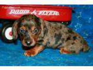 Dachshund Puppy for sale in Girard, KS, USA