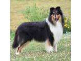 Collie Puppy for sale in Danville, PA, USA