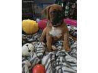 Boxer Puppy for sale in Uncasville, CT, USA