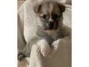 Mutt Puppy for sale in Sunburg, MN, USA