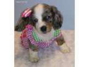 Dachshund Puppy for sale in Cambridge City, IN, USA