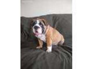 Bulldog Puppy for sale in Port Royal, PA, USA