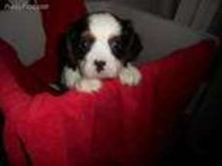 Cavalier King Charles Spaniel Puppy for sale in Dayton, OR, USA