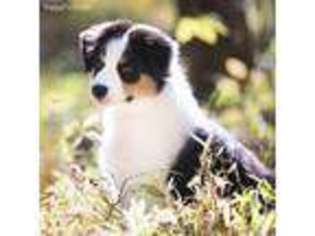 Australian Shepherd Puppy for sale in Gates, NC, USA