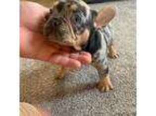 French Bulldog Puppy for sale in East Wenatchee, WA, USA
