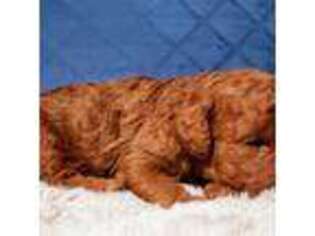Goldendoodle Puppy for sale in East Canton, OH, USA