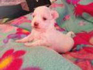 Maltese Puppy for sale in Dunlap, TN, USA